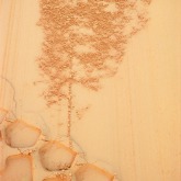 L arbre de la tendresse